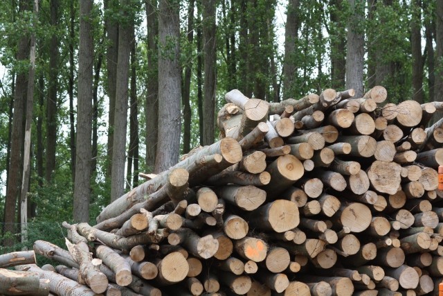 Biomasa, czyli m.in. drewno, pellet słoma, to alternatywa dla tradycyjnych paliw do ogrzewania domu.