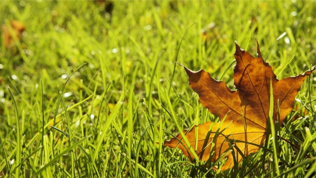 Jesienią trzeba pamiętać nie tylko grabieniu liści, ale także kilku ważnych zabiegach pielęgnacyjnych, które poprawią stan trawnika.