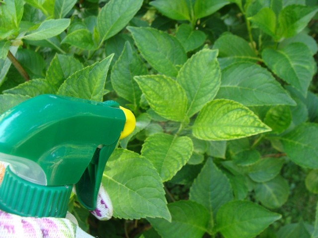 Nawozy dolistne w ogrodzie stosuje się najczęściej interwencyjnie (np. przy chlorozie). Natomiast jest kilka roślin doniczkowych, które preferują taką formę nawożenia.