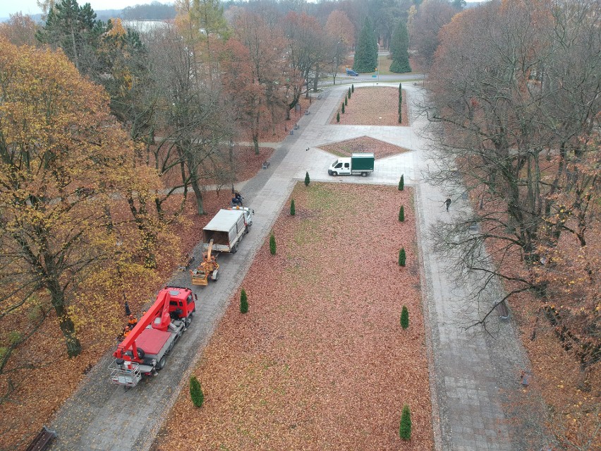 Część żywotników w parku Planty została wycięta. Co z...