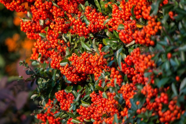 Ognik szkarłatny to krzew o ozdobnych owocach, które mogą być czerwone, pomarańczowe lub żółte.
