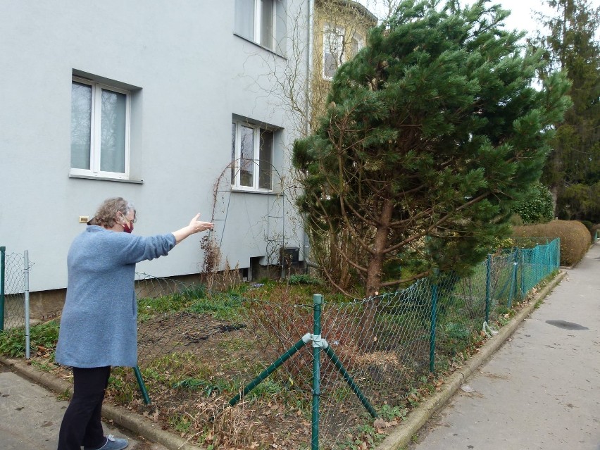 Drzewo niespodzianka w ogródku na wrocławskim Sępolnie