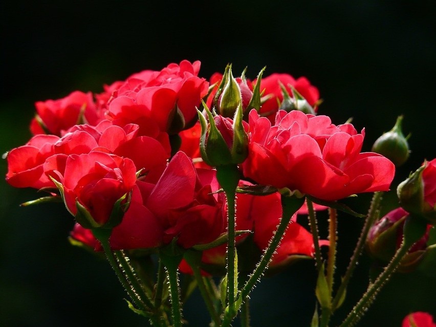 czerwona róża - jesteś moją miłością
