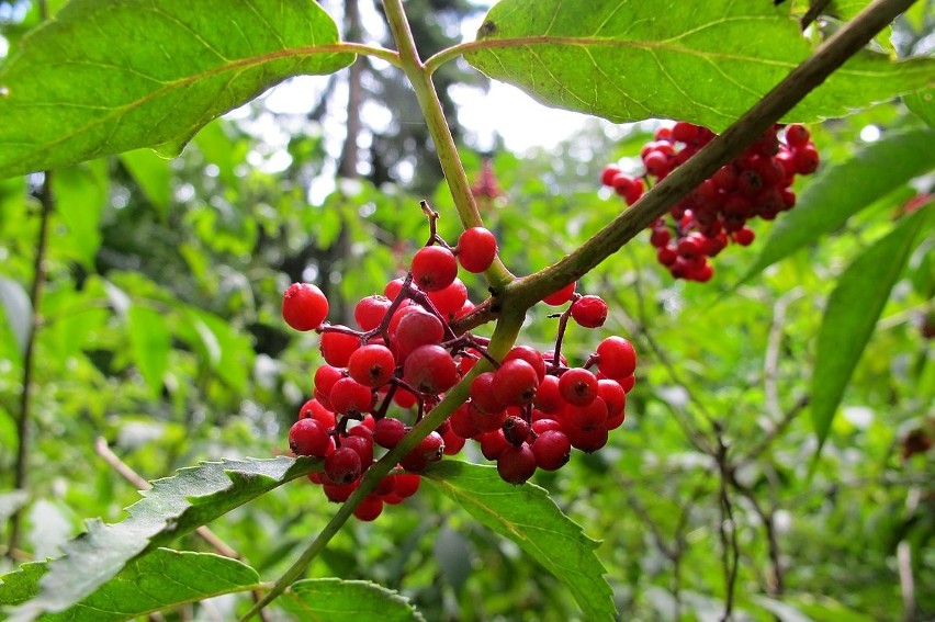 Owoce krzewu o nazwie wawrzynek wilczełyko (Daphne mezereum)...