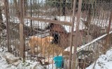 W Złotniku, koło Żar pies żył w makabrycznych warunkach. Zamarznięte pomyje w garnku i dziurawa buda, a na dworze minus 15 stopni