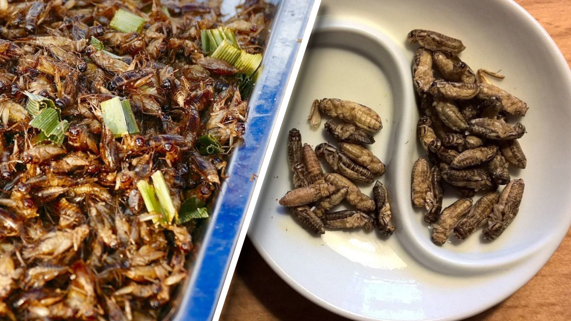 Insects are supposed to be the food of the future.  Is eating insects harmful?  This is what scientists say [26.02.2023]