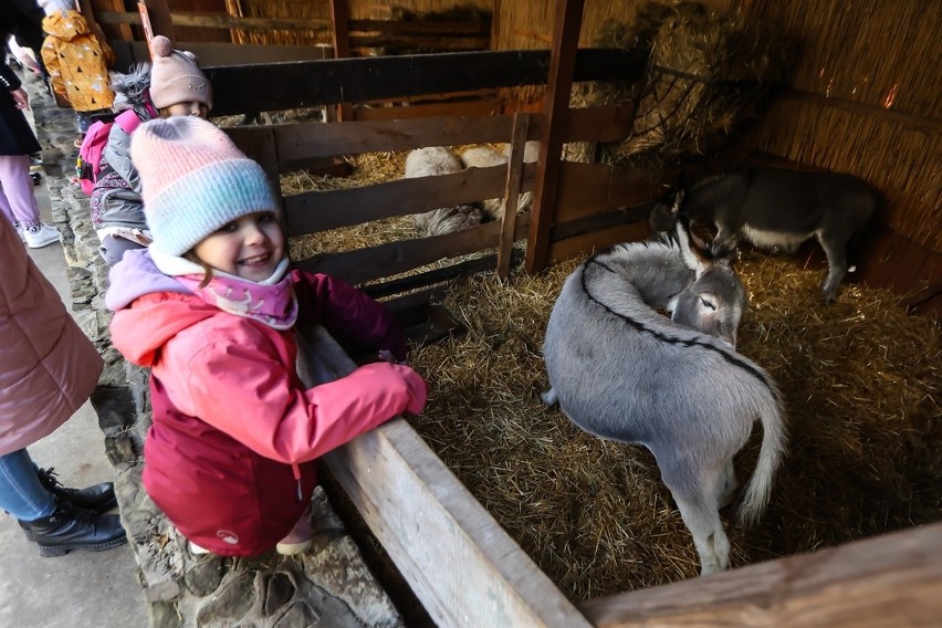Najstarsza żywa szopka w Polsce znajduje się we Wrocławiu! Są w niej kozy, kucyki i osły. Dzieci ją uwielbiają [ZDJĘCIA]
