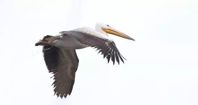 Jest to młody osobnik pelikana, ale i tak robi wrażenie swoimi rozmiarami