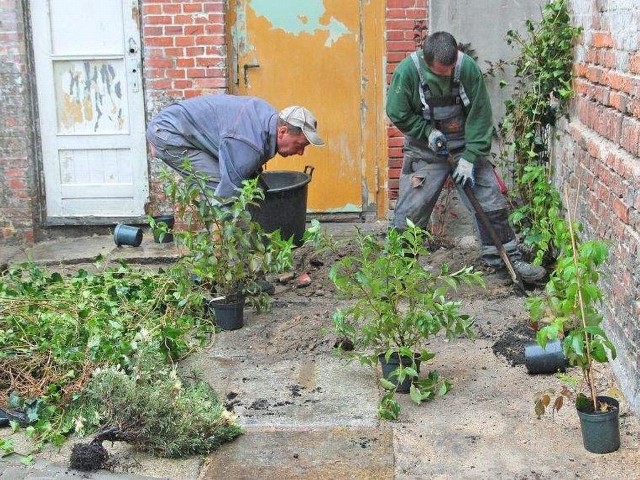 Zbigniew Mikołajczak i Krzysztof Macierzyński, pracownicy firmy "Daniel&#8221; wczoraj sadzili rośliny na rewitalizowanym podwórku przy al. 23 Stycznia 16.