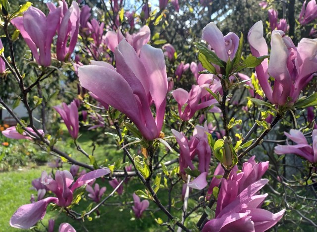 Magnolia Susan pięknie kwitnie wiosną, ale zakwita też drugi raz, w drugiej połowie lata.
