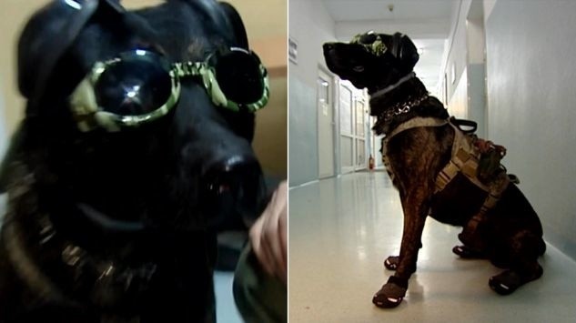 Rico to jedyny szturmowy pies w Polsce, który świetnie wykonuje każde swoje zadanie