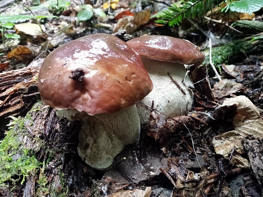 Wielkie grzyby Antoni Chrząścik znalazł w lasach...