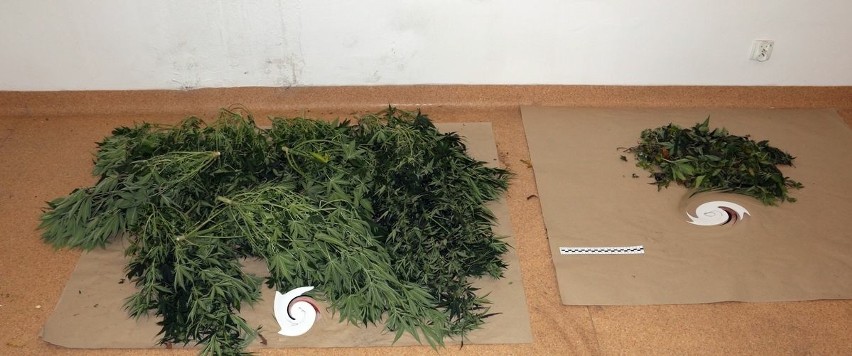 Kryminalni zlikwidowali plantację marihuany i zabezpieczyli ponad kilogram narkotyków [ZDJĘCIA]