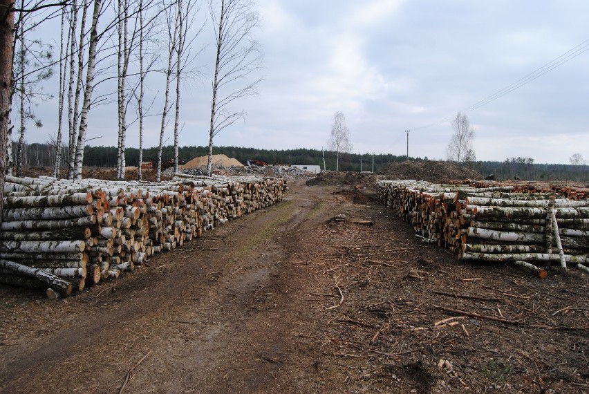 Gmina wydała zezwolenie na wycinkę 745 drzew na działce w...