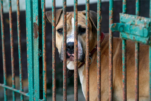 Poznań: Amstaff zaatakował kobietę. Właściciel dostał... mandat