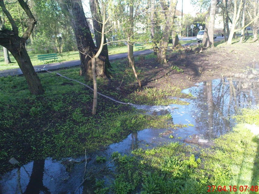 Jeden z poznaniaków uważa, że w Parku Wodziczki doszło do...