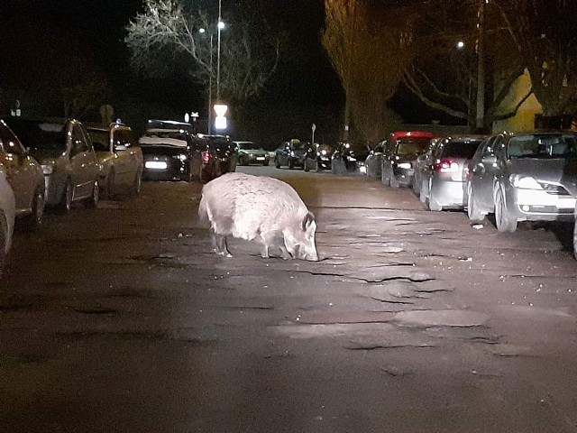 Dzik na Bałutach! Czy jest to skutek wyrzucania resztek jedzenia przez mieszkańców?