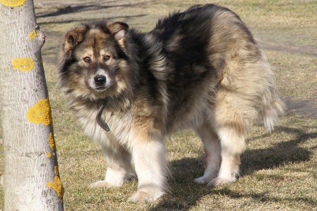 "Oto mój najwierniejszy pies Lord, wzięty ponad 8 lat temu ze schroniska w Ostrowi Maz. " - napisała do nas p. Agnieszka