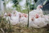 Grypa ptaków zabrała 13,9 mln sztuk drobiu w Polsce. Rosną ceny skupu kurczaków i indyków