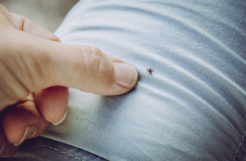 To, że kleszcze mogą widzieć kolory, jest mitem. Insekty są...