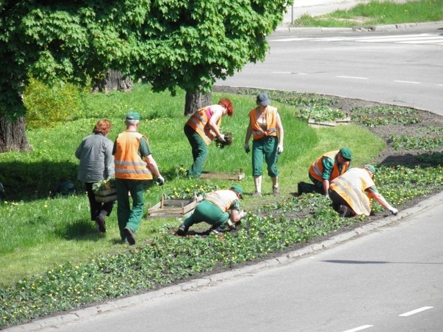 Pracownicy Zieleni Miejskiej tradycyjnie ozdobią w tym roku kwiatami Rondo Kościuszki (na zdj.), "Kapelusze Hanki Bielickiej&#8221;, czy Plac Niepodległości.