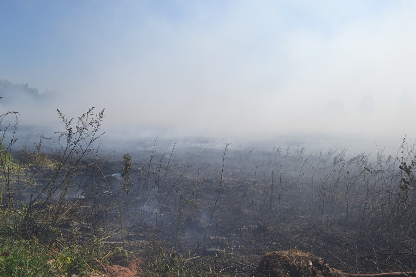 Pożar suchych traw pod Koniecpolem. Ogień objął 15 hektarów, sytuacja jest już opanowana