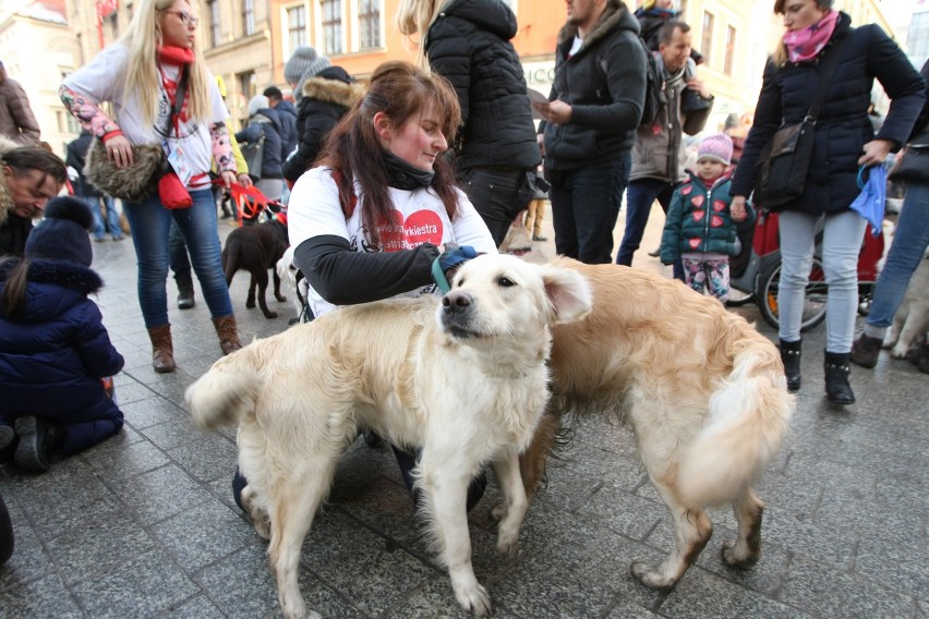 24. Finał WOŚP we Wrocławiu. Kwestują właściciele psów rasy...