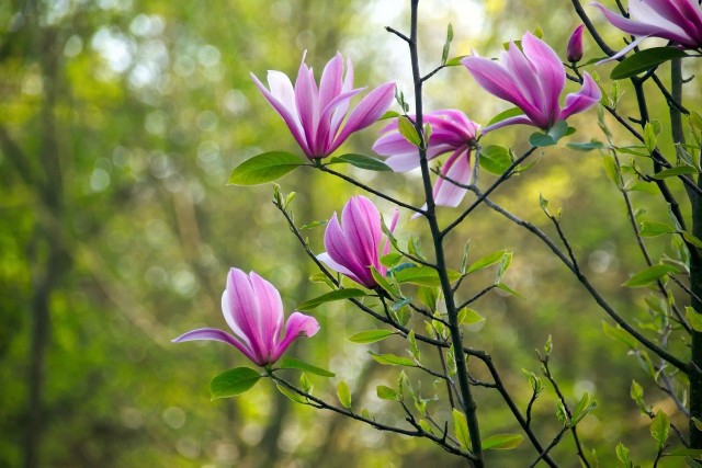 Kwitnąca magnoliaMagnolie kochamy za piękne kwiaty, które pojawiają się już wczesną wiosną. Kwiaty magnolii są duże i barwne. A w związku z tym, że pojawiają się jeszcze na gołych gałęziach, wyglądają niezwykle efektownie.