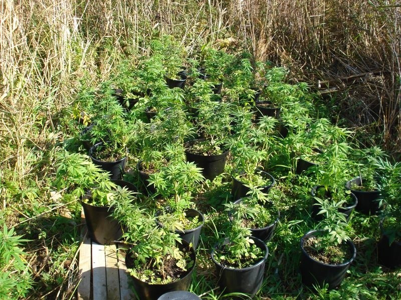 19-letni "ogrodnik" uprawiał marihuanę wśród trzcin [zdjęcia]