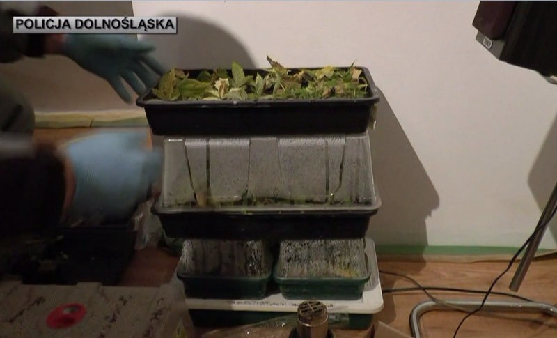 Wrocław: Plantacja marihuany w mieszkaniu na Grabiszynku