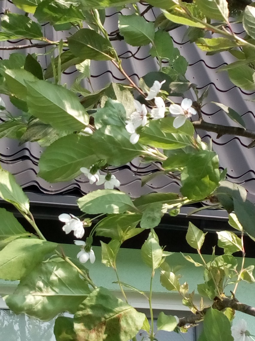 Wiśnia zakwitła w ogrodzie pod Białymstokiem. Czy we wrześniu będzie mieć po raz drugi owoce? Zobacz