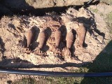 Aż 10 niewybuchów znalezionych przez saperów z Krosna Odrzańskiego w Słońsku. To były granaty moździerzowe z II wojny światowej