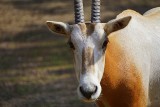 Nowi mieszkańcy zoo. Bez wody wytrzymałyby dłużej niż wielbłądy [ZDJĘCIA]