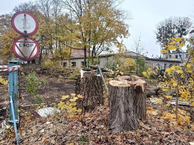 Budowa szpitala na Grunwaldzie: Trwa wycinka drzew i wyburzanie baraków. Ekolodzy protestują
