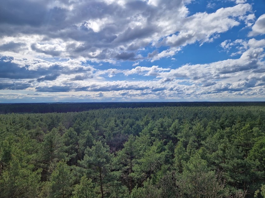 Polskie lasy bezpieczniejsze niż kiedykolwiek