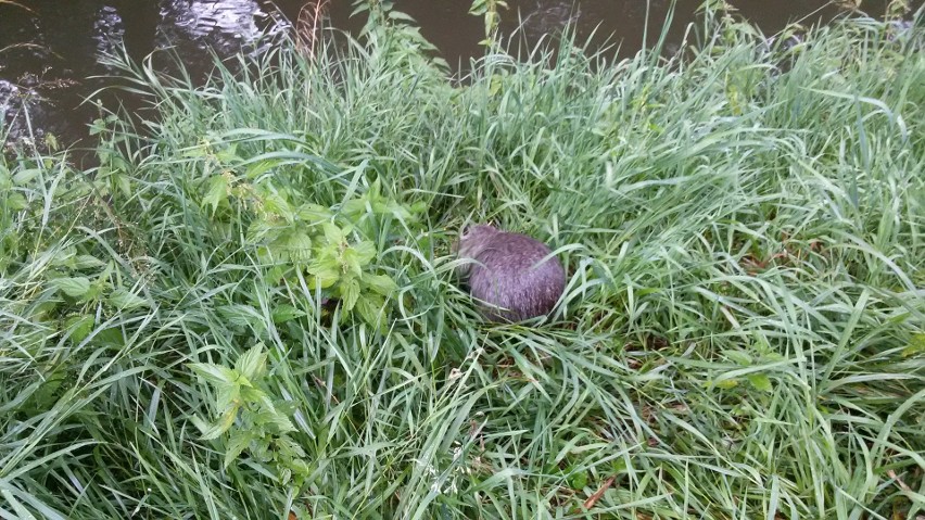 Nutrie w Rudzie w Rybniku. Gryzonie zadomowiły się w rzece