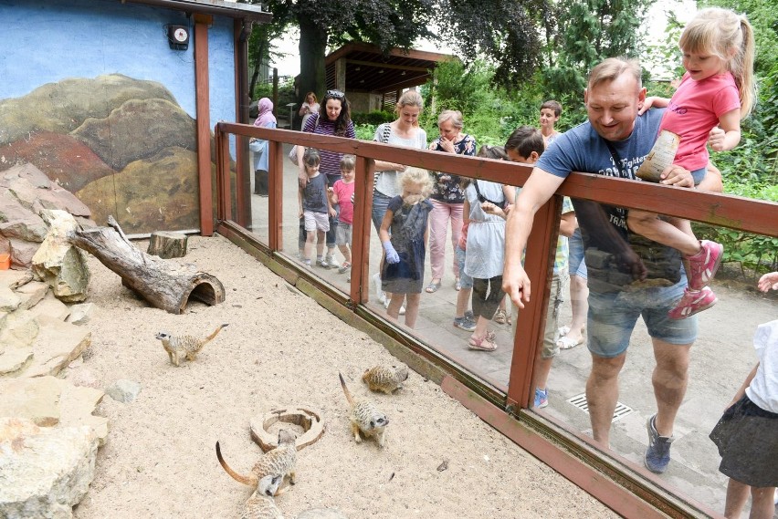 Dziś (1 lipca) w Ogrodzie Zoobotanicznym w Toruniu...