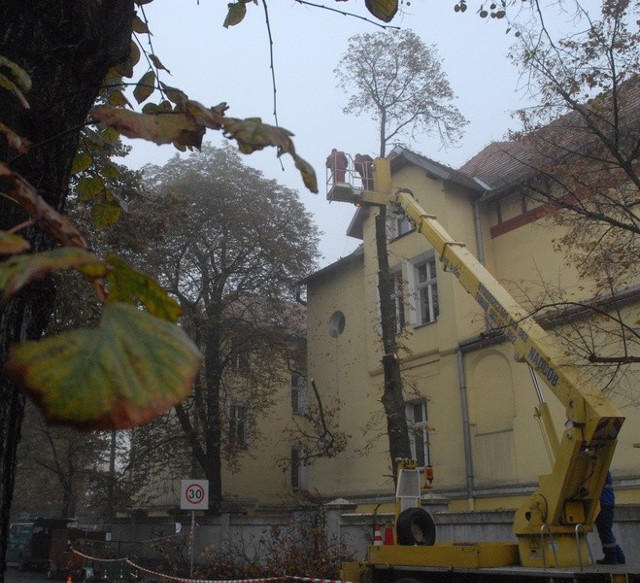 Mieszkańcy ulicy Zamoyskiego z przerażeniem patrzyli, jak wycinane są drzewa