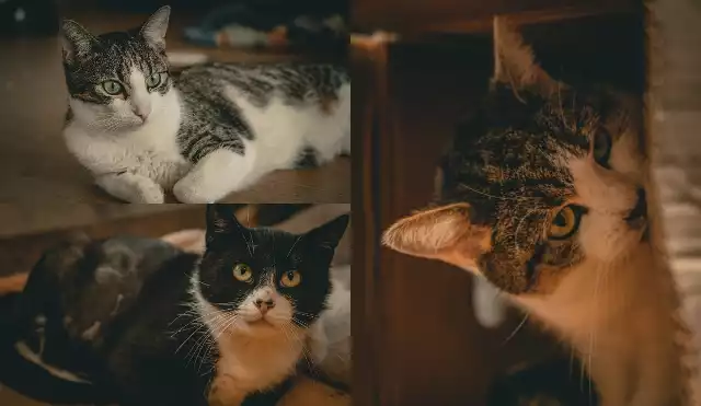Starsze kotki i kocurki czekają w poznańskim schronisku na nowy dom. Zobacz ich zdjęcia i poznaj ich osobowości. Przejdź dalej -->Zdjęcia i opisy kotów pochodzą ze strony schroniska.