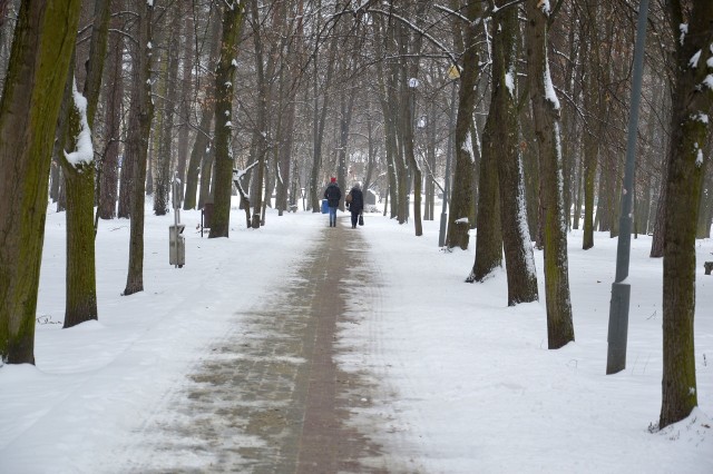 Chodnik w Parku Miejskim sypany jest piaskiem z solą, co źle wpływa na rosnące tam drzewa