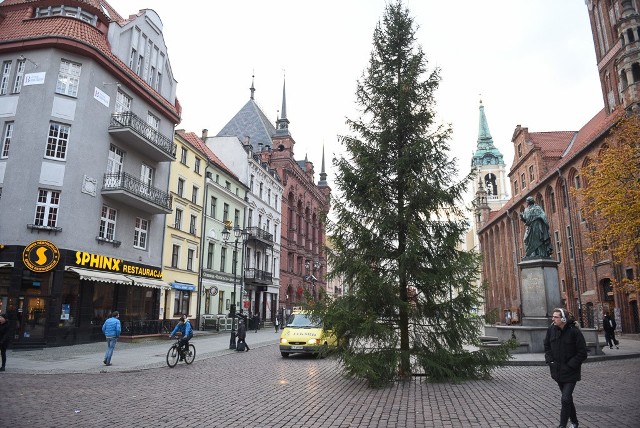 Choinka "Nowości" już stoi na toruńskim Rynku Staromiejskim. Na razie jest zielona jak ją pan Bóg przy pomocy leśników z Nadleśnictwa Golub-Dobrzyń stworzył. Drzewko jak zawsze, całe i zdrowe przywieźli do Torunia pracownicy firmy eM-Tech, a ustawili je na rynku i odpowiednio ufryzowali specjaliści od zieleni z firmy Sybilscy. Choinka czeka na montaż nowego oświetlenia, jakie zafundował jej toruński magistrat. W pełnym blasku zobaczymy ją tuż przed otwarciem jarmarku bożonarodzeniowego.   Zobacz też:25-lecie IX LO w Toruniu