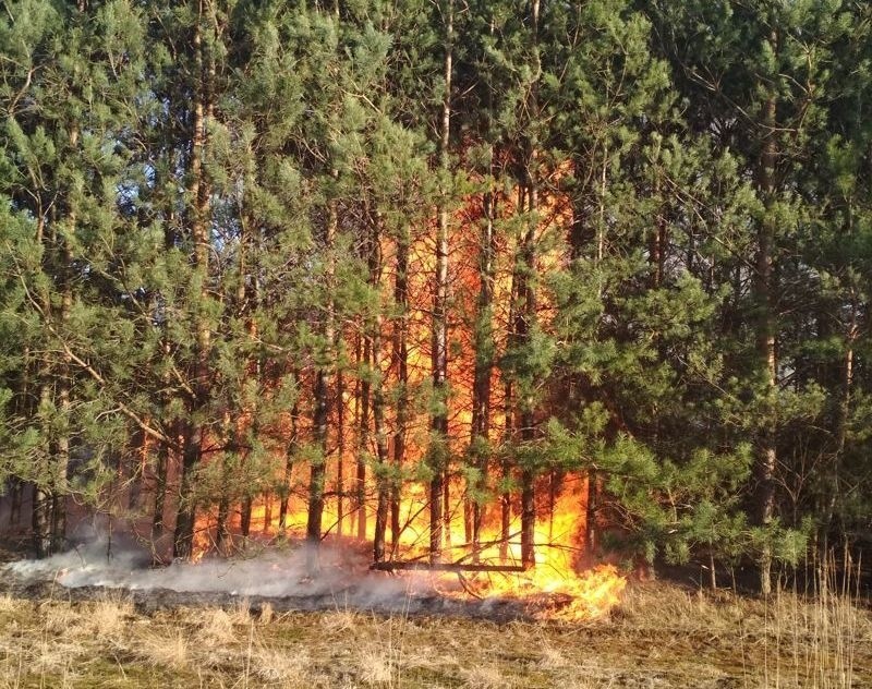 Kilkaset metrów od miejsca pożaru suchych traw i lasu ulatniał się gaz ziemny. Mogło dość do nieszczęścia! [ZDJĘCIA]