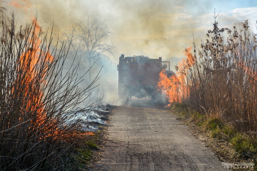 Powiat tarnobrzeski. Płonęły nieużytki, zagrożone były domy. Podpalacze nie dają strażakom chwili wytchnienia [ZDJĘCIA]