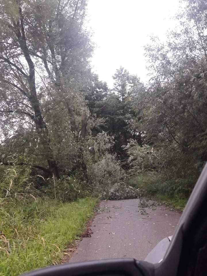 Powalone drzewa na drogę w miejscowości Maleniec w gminie...