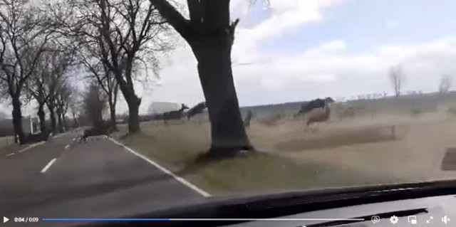 Stado jeleni przebiegło przez drogę
