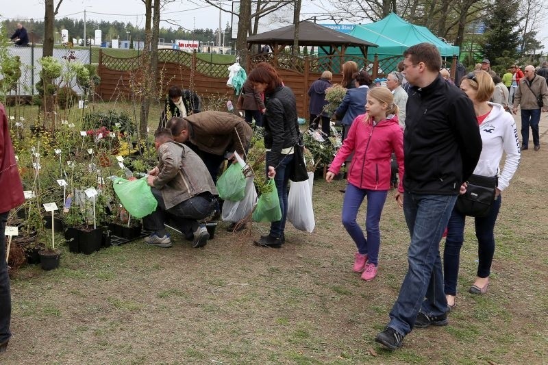 - Kupiliśmy tawułę szarą, bo - jak zapewnił sprzedawca - nie...