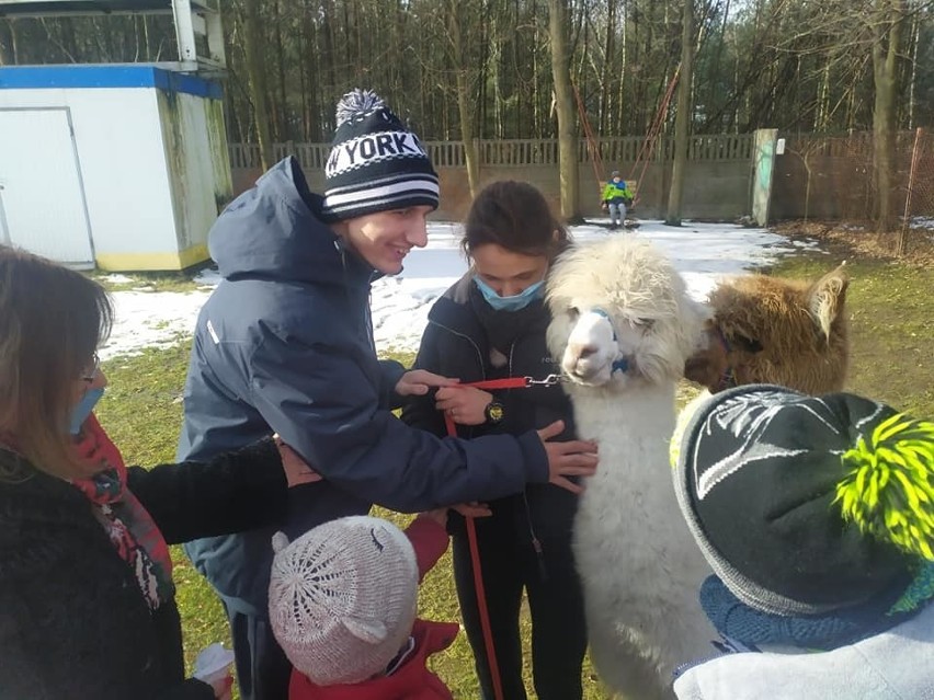 Alpaki regularnie odwiedzają dzieci ze szkoły w Adamowie. To...