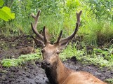 Puszcza Białowieska. Leśnicy uratowali jelenia, który ugrzązł w bagnie [ZDJĘCIA]