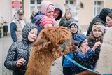 Niedziela na Jarmarku Wielkanocnym w Żarach. Największą atrakcją były alpaki