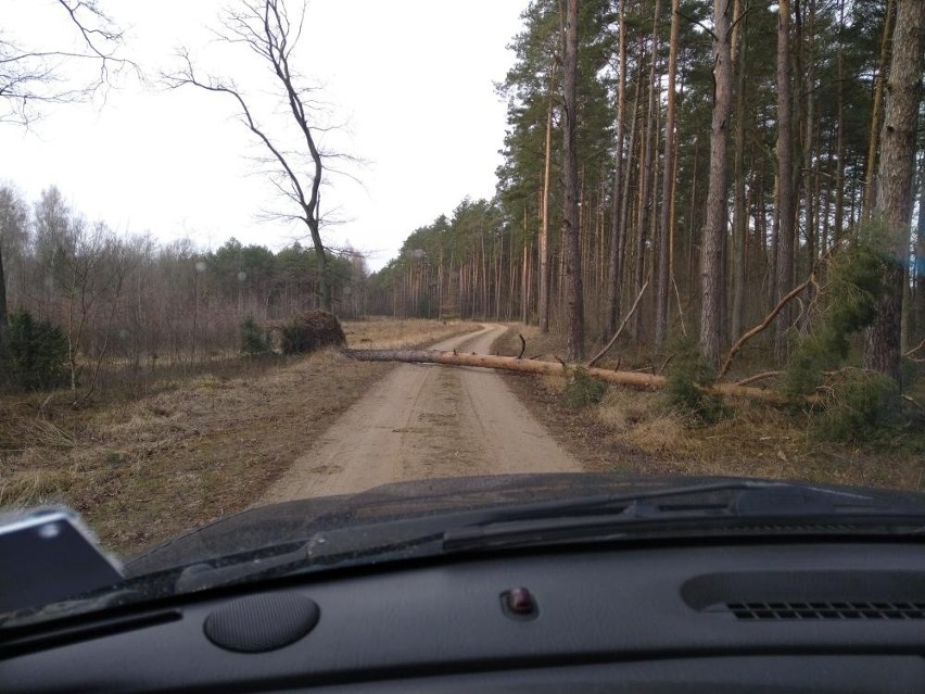 Wichura spustoszyła lasy. Nadleśnictwo Ostrołęka szacuje straty i apeluje o ostrożność. 22.02.2022
